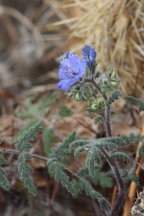 Heliotrope Phacelia