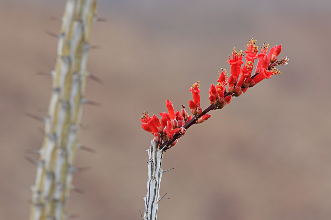 Ocotillo