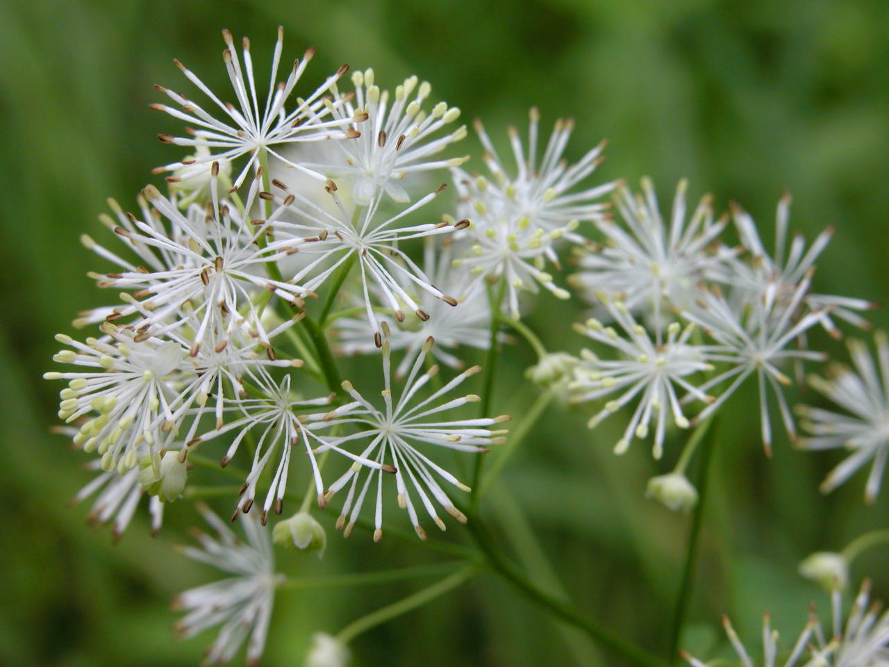 Tall Meadow-Rue