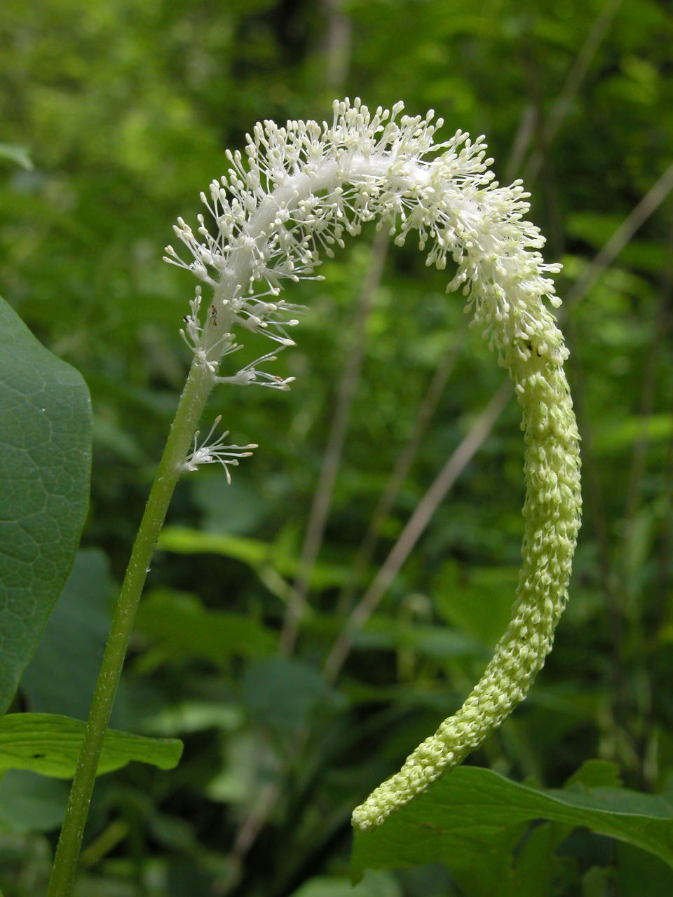 Lizard's Tail