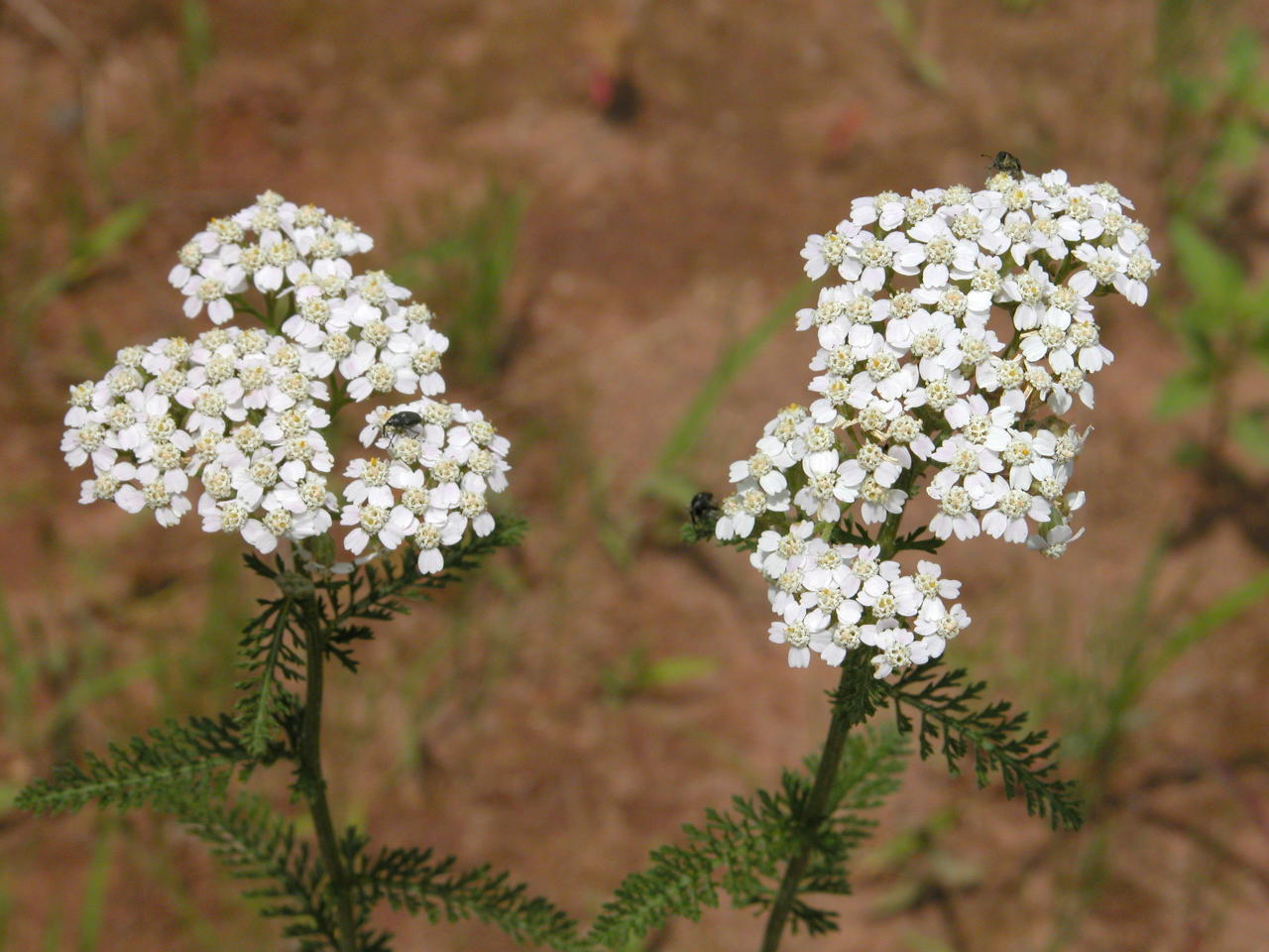 Common Yarrow