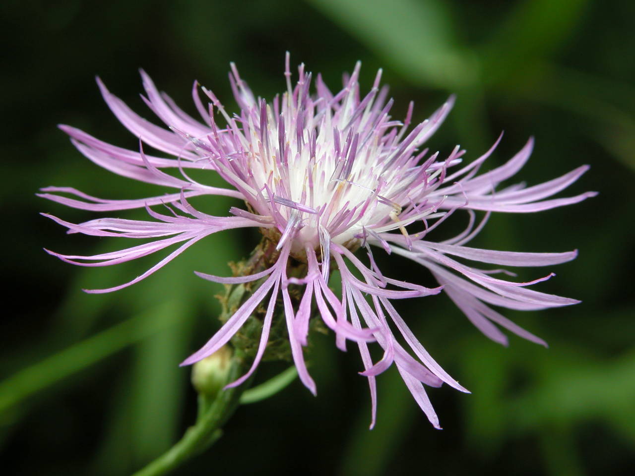 Spotted Knapweed