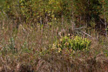 Yellow Pitcher Plant