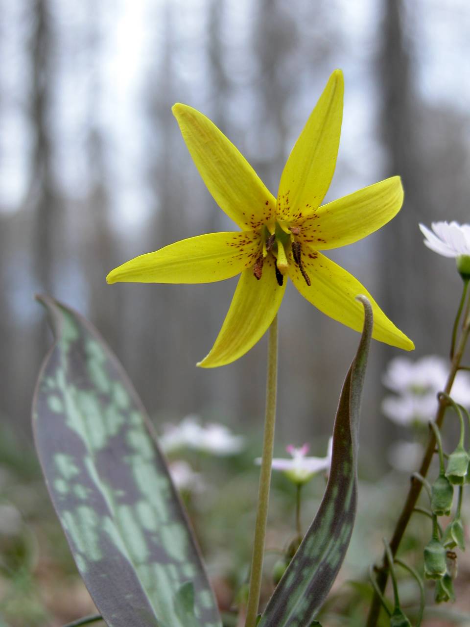 Yellow Trout Lily