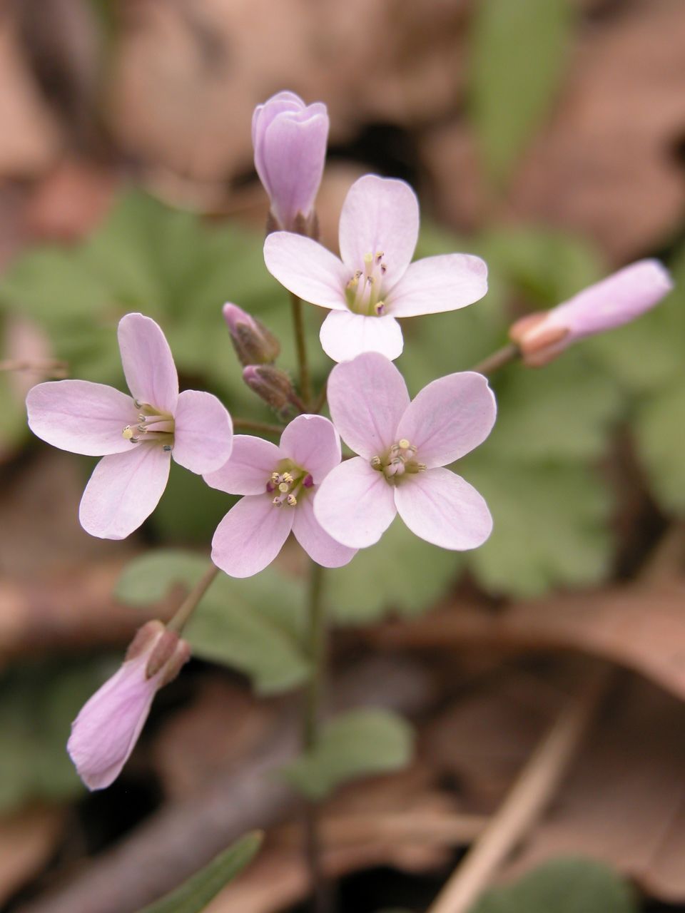 Purple Springcress