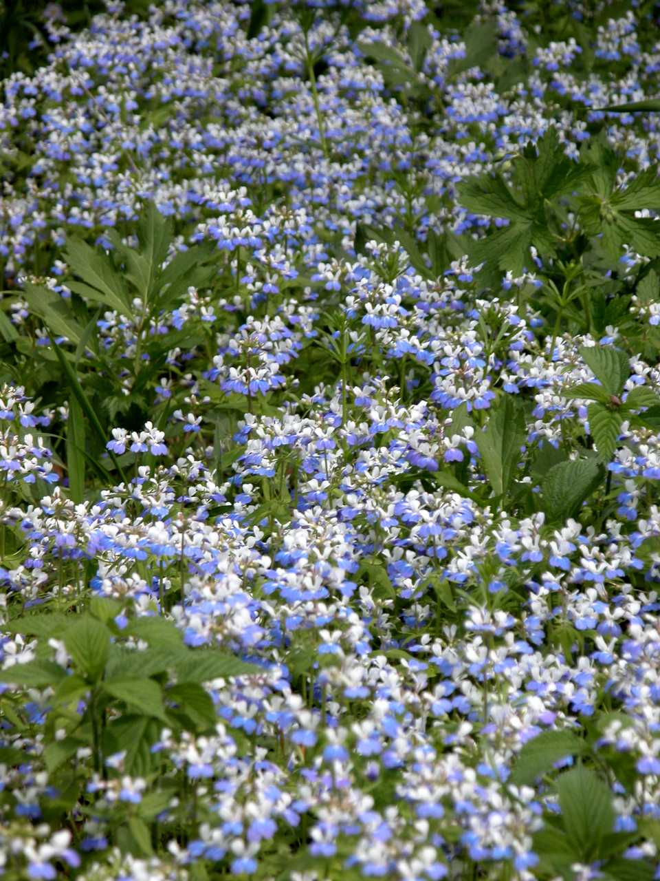 Blue-Eyed Mary