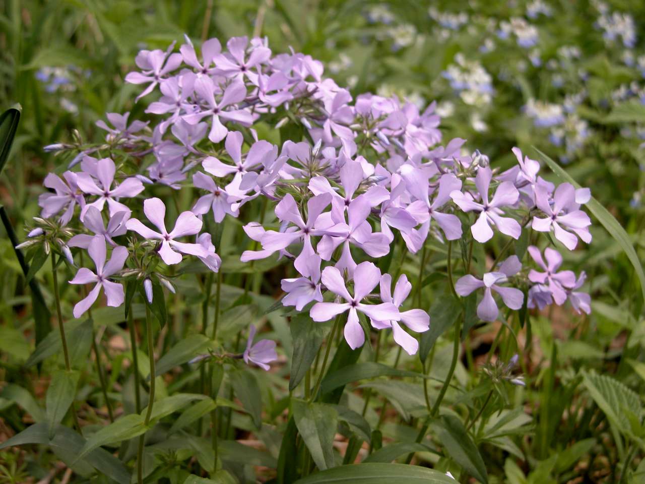 Woodland Phlox