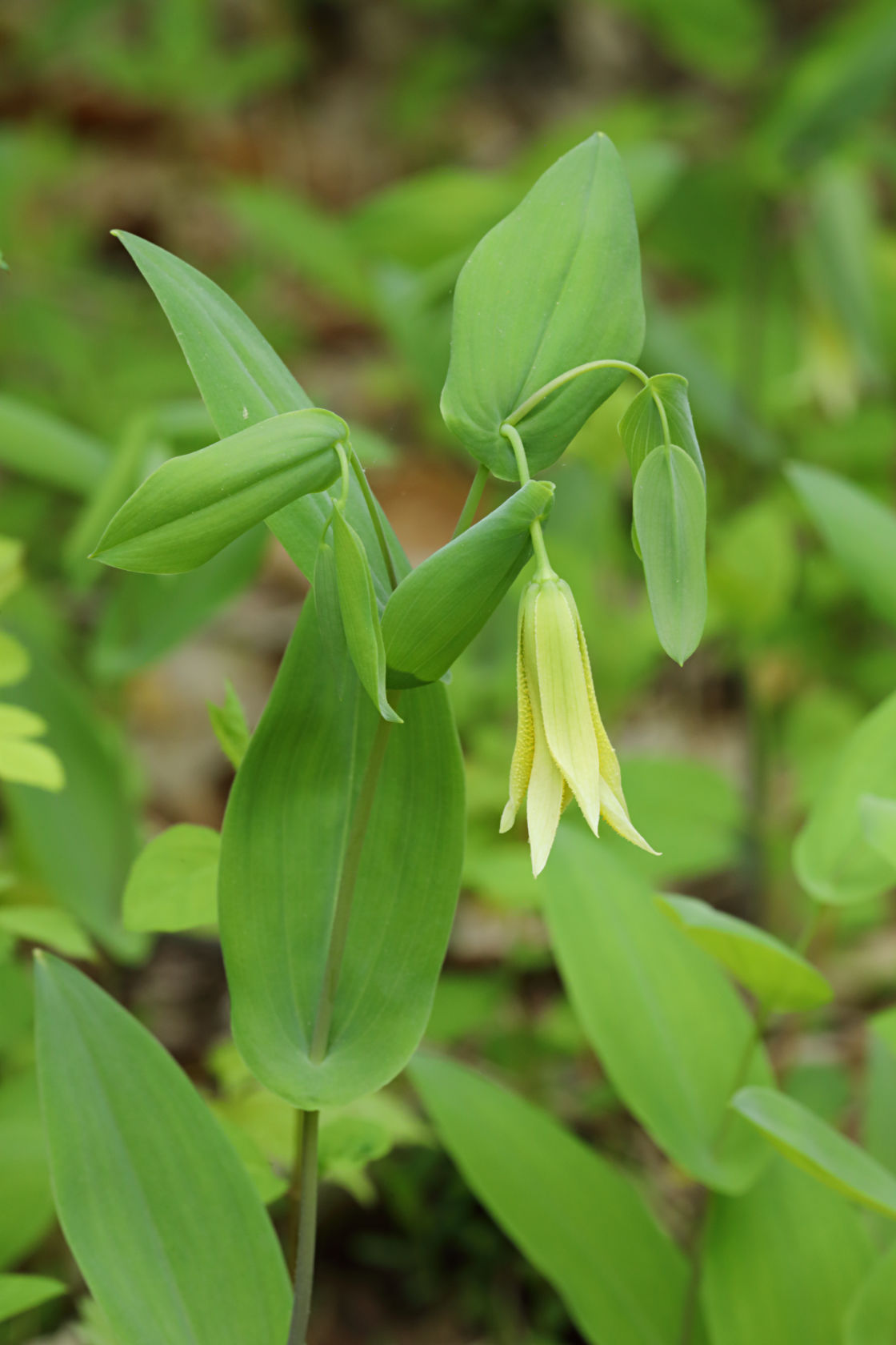 Perfoliate Bellwort