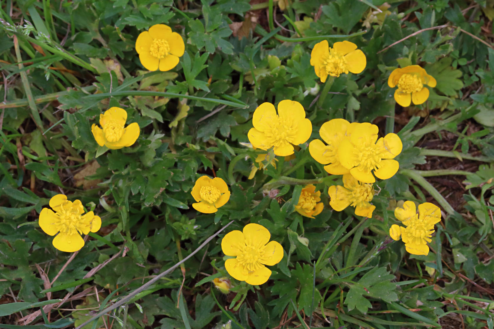 Bulbous Buttercup