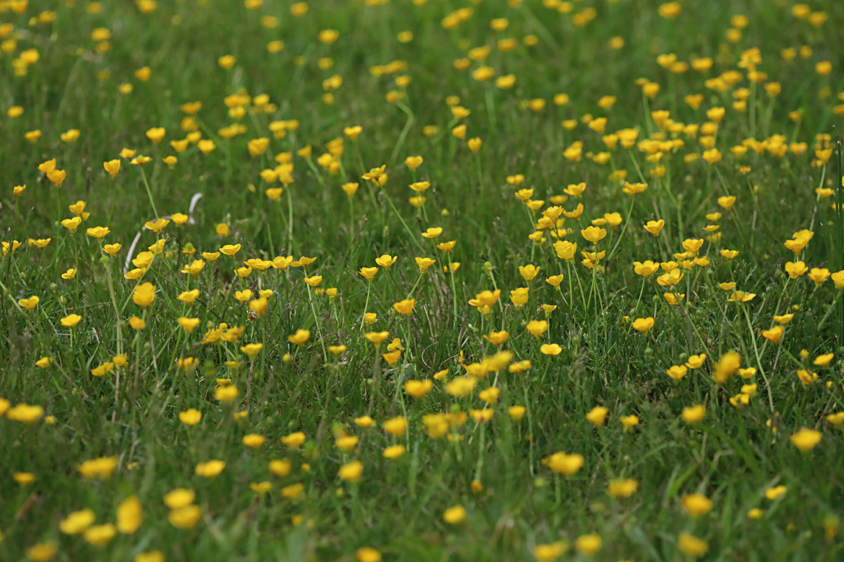 Bulbous Buttercup