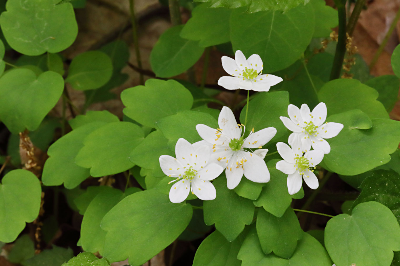 Rue Anemone