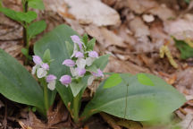 Showy Orchid