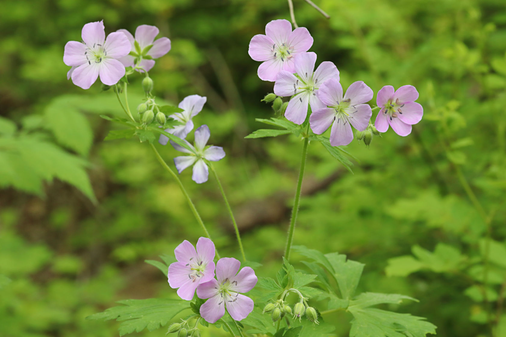 Wild Geranium