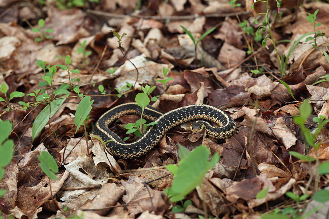 Eastern Garter Snake