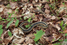 Eastern Garter Snake