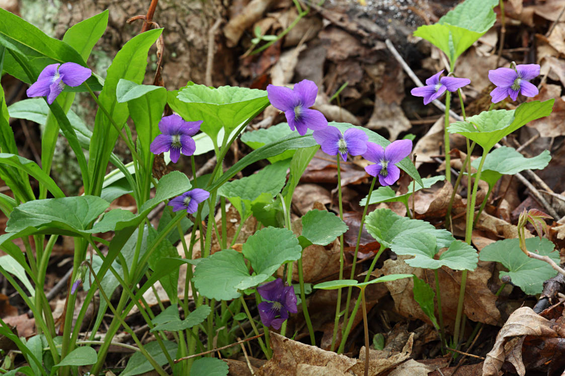 Common Blue Violet