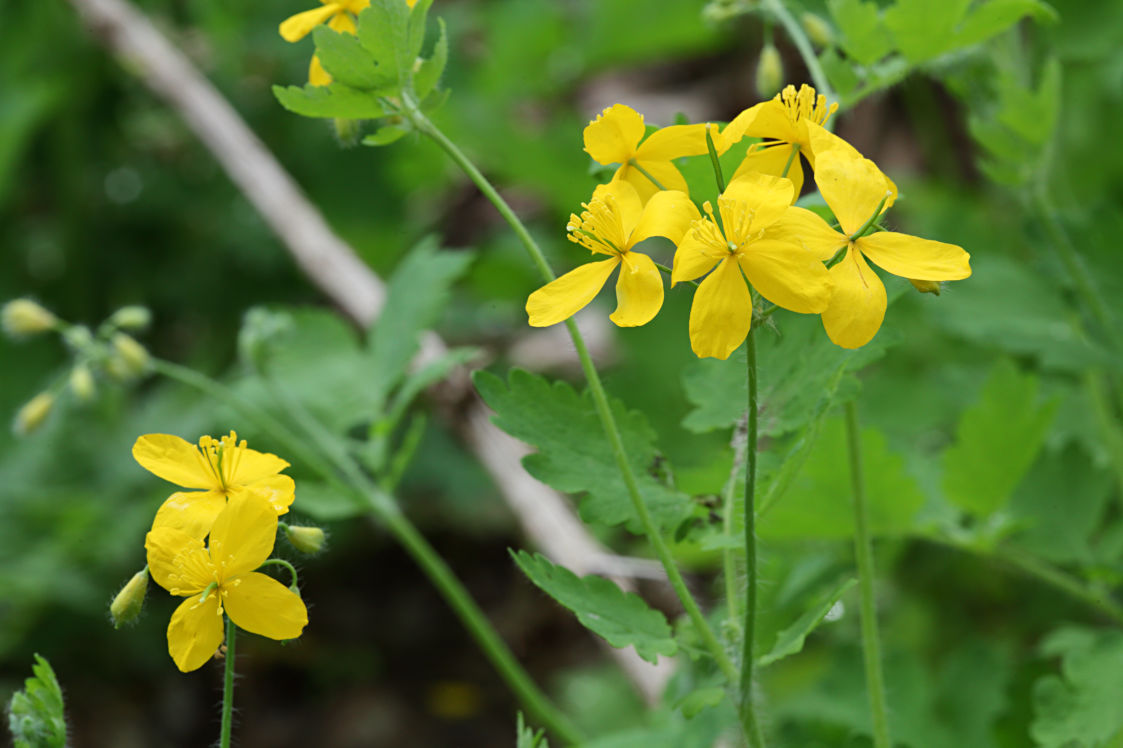 Celandine