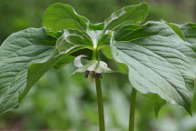 Nodding Trillium