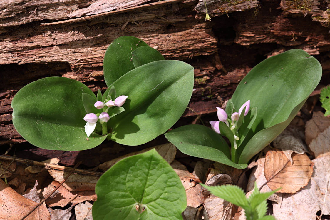 Showy Orchid