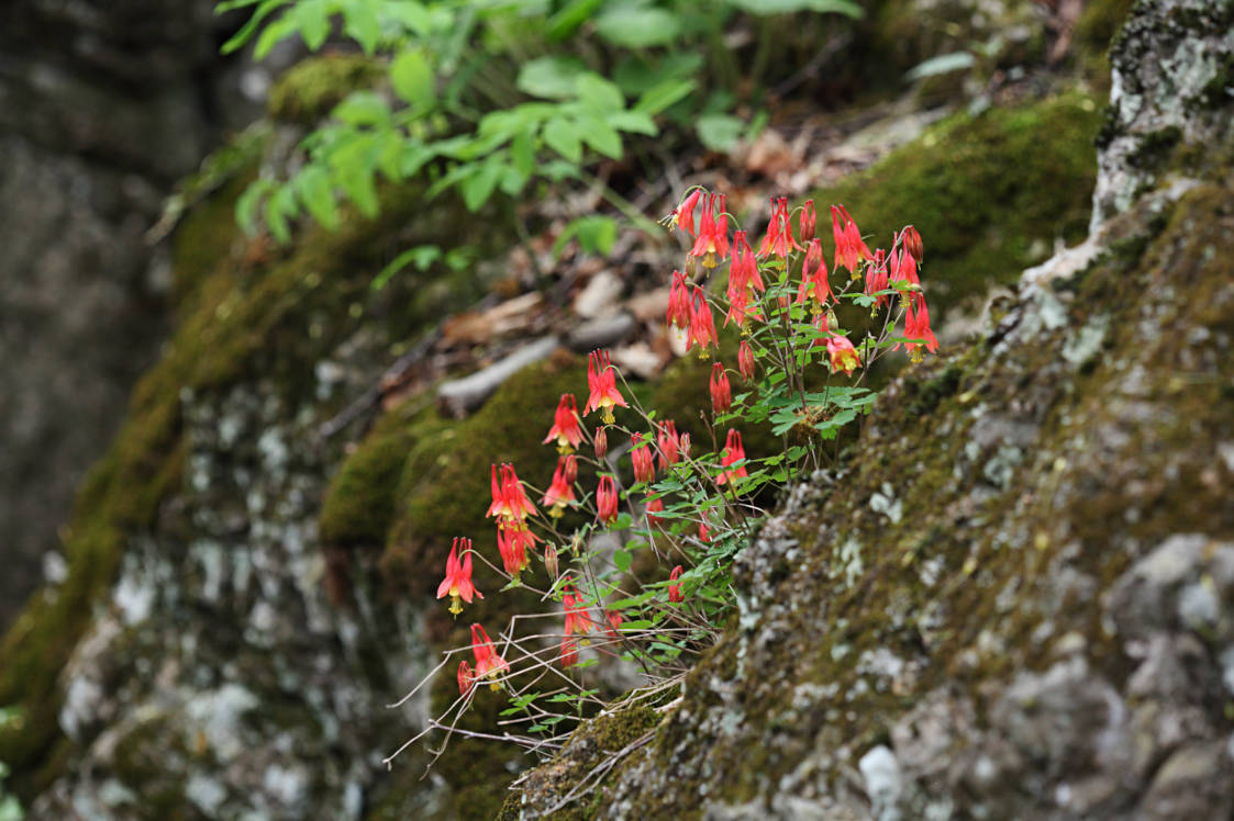 Wild Columbine