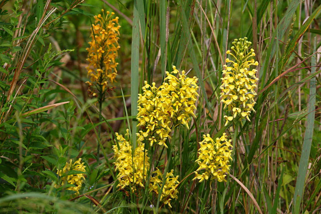 Bicolor Hybrid Fringed Orchis