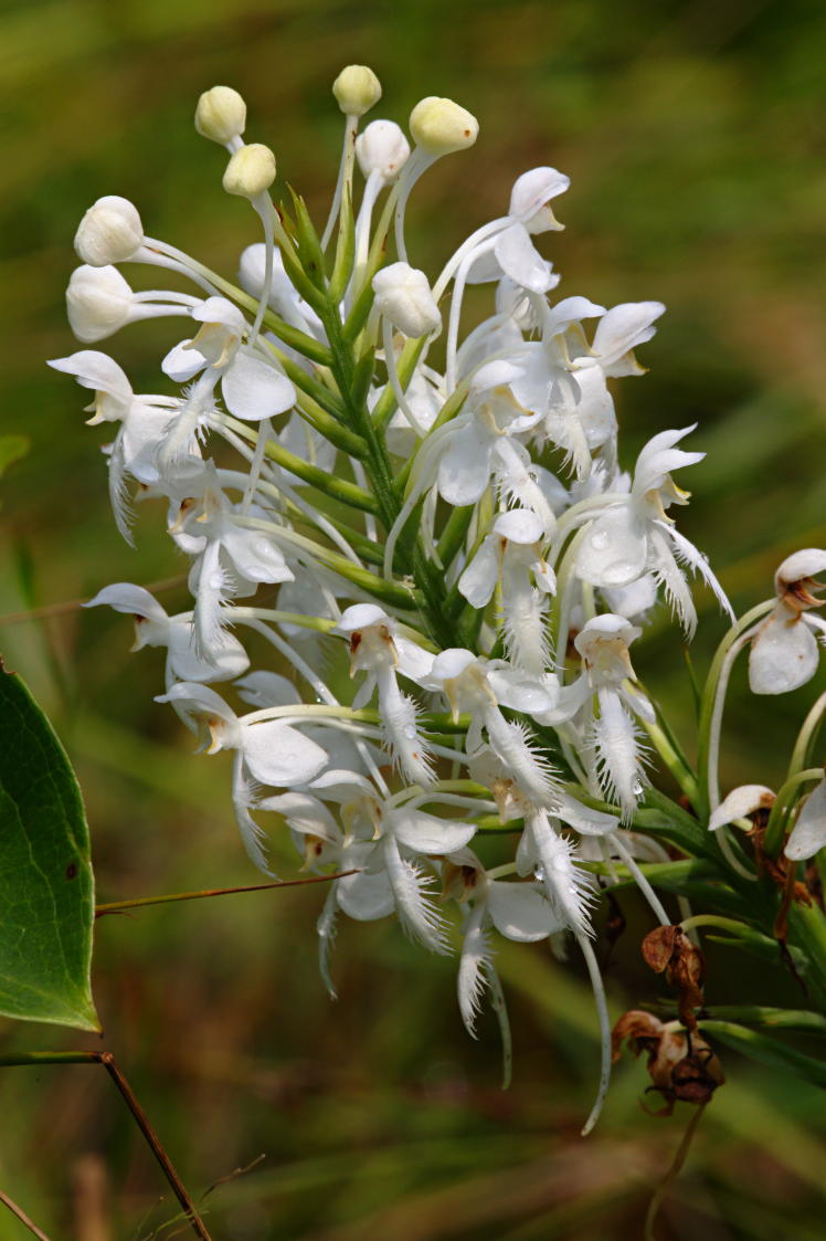 Northern White Fringed Orchis