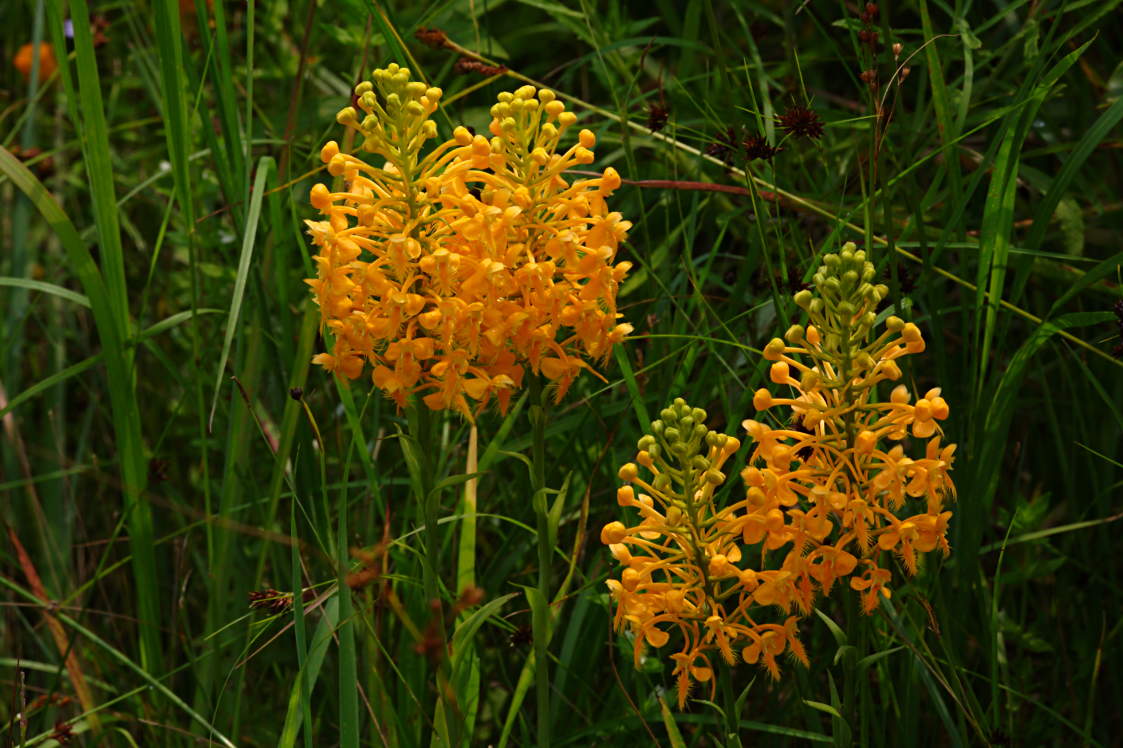 Orange Fringed Orchis