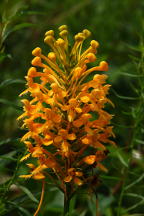 Orange Fringed Orchis