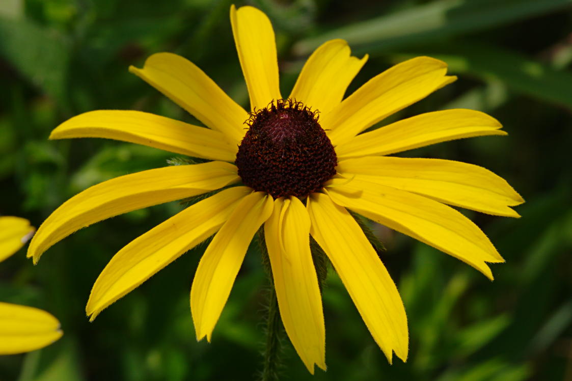 Black-Eyed Susan