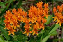 Butterfly Milkweed