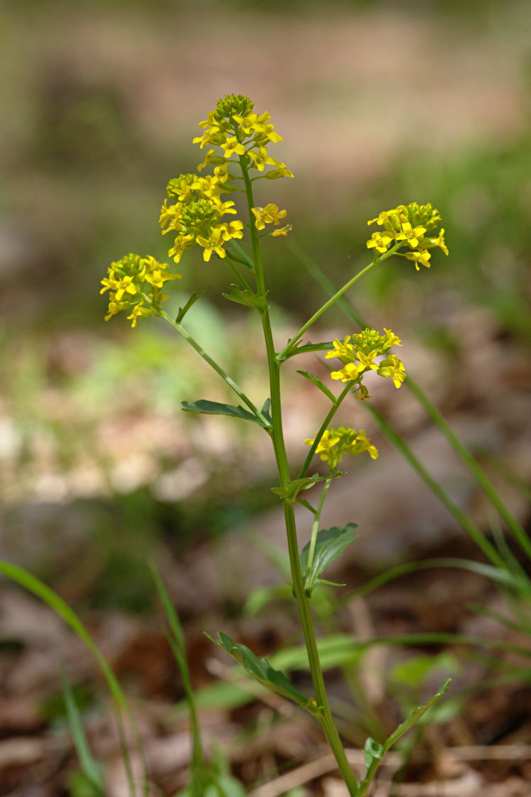 Common Winter Cress