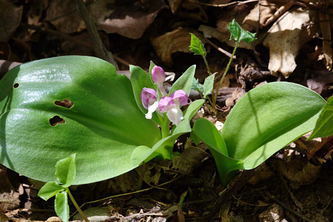 Showy Orchis