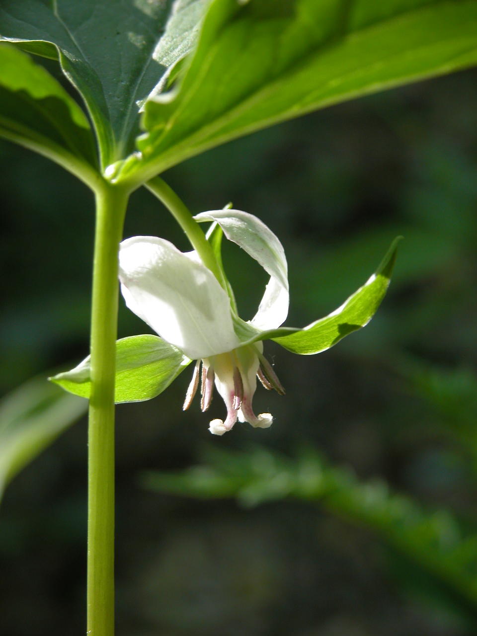 Nodding Trillium