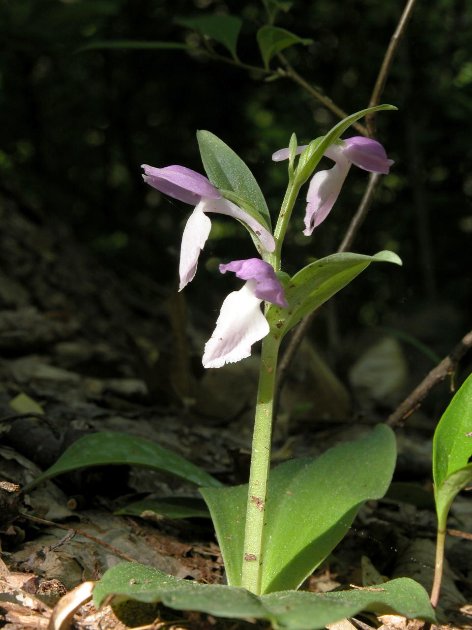 Showy Orchis