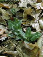 Downy Rattlesnake Plantain