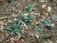 Downy Rattlesnake Plantain