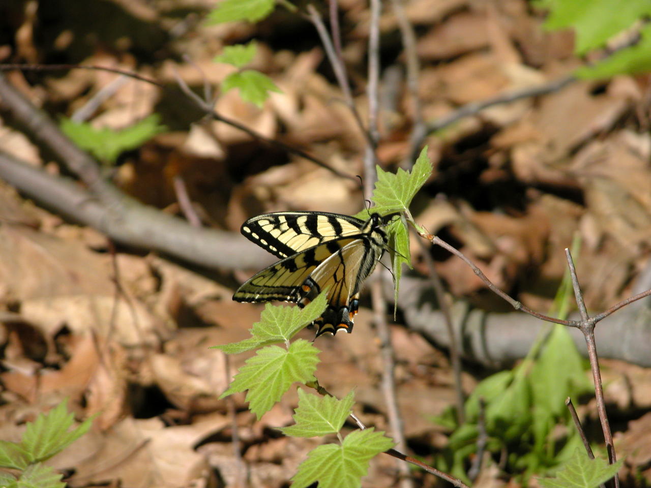 Eastern Tiger Swallowtail