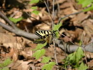 Eastern Tiger Swallowtail