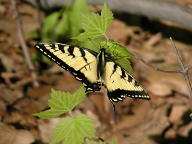 Eastern Tiger Swallowtail