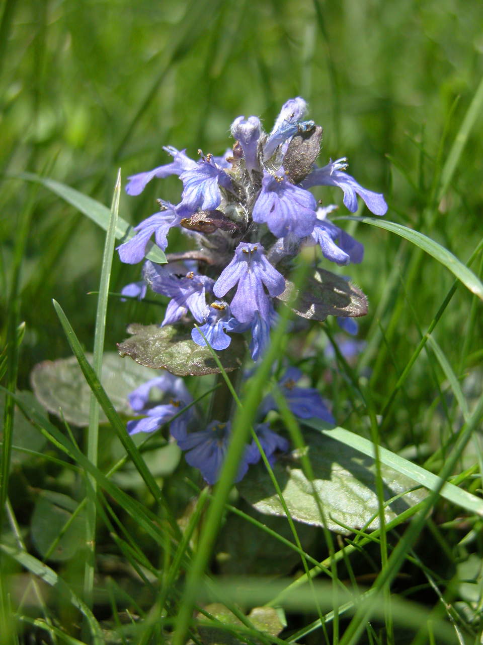 Carpet Bugle