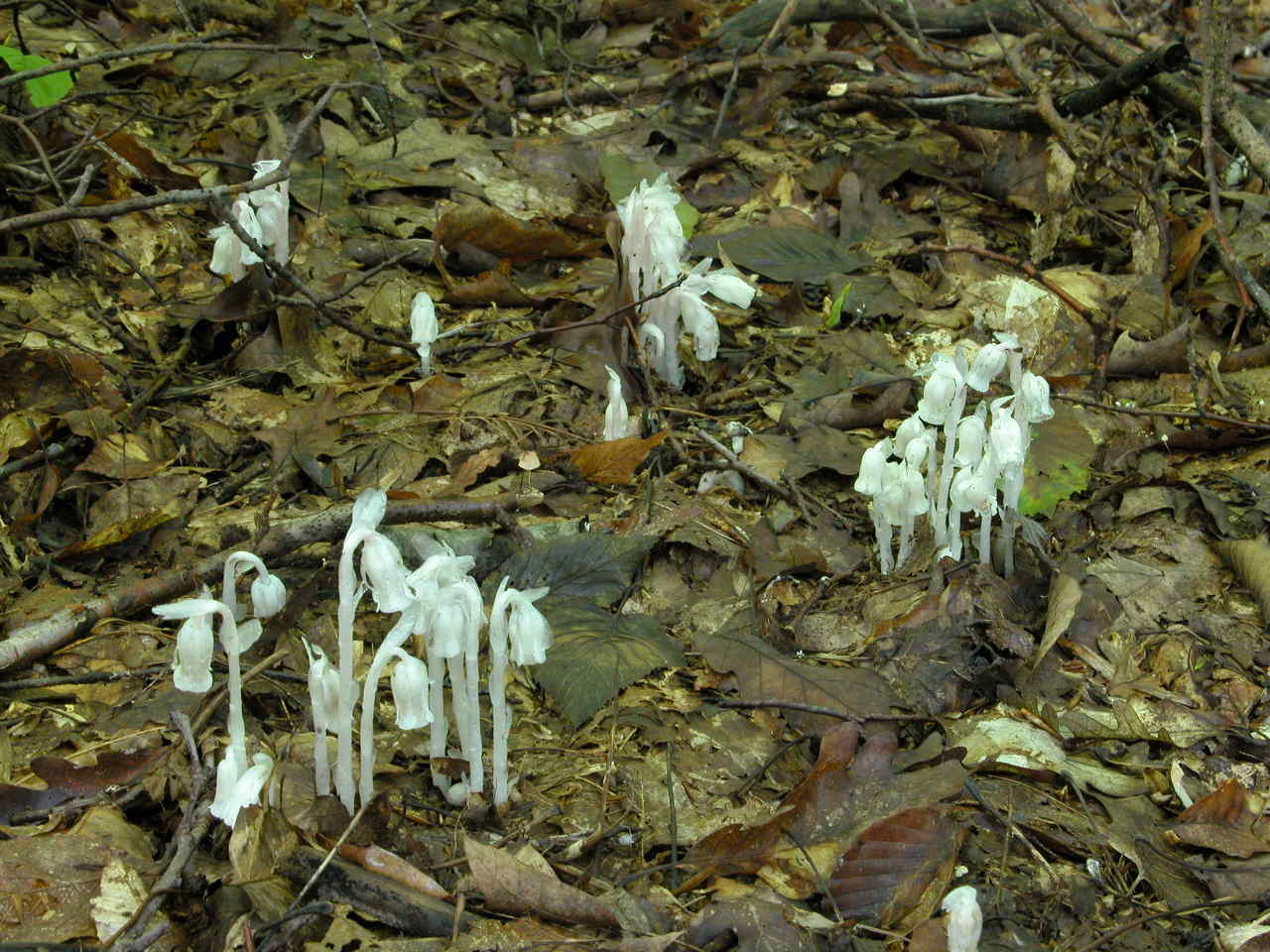 Indian Pipe