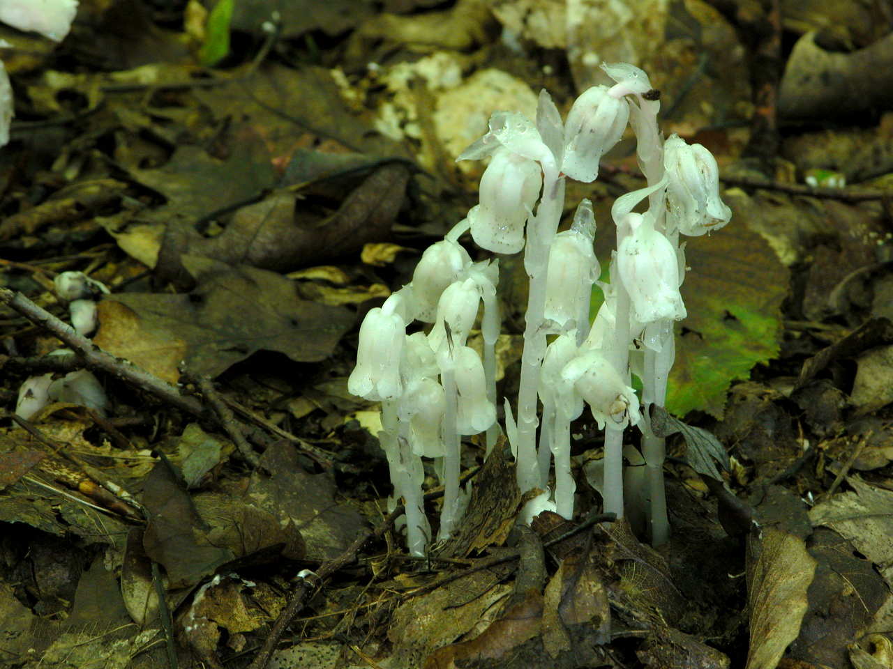 Indian Pipe