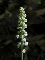 Downy Rattlesnake Plantain