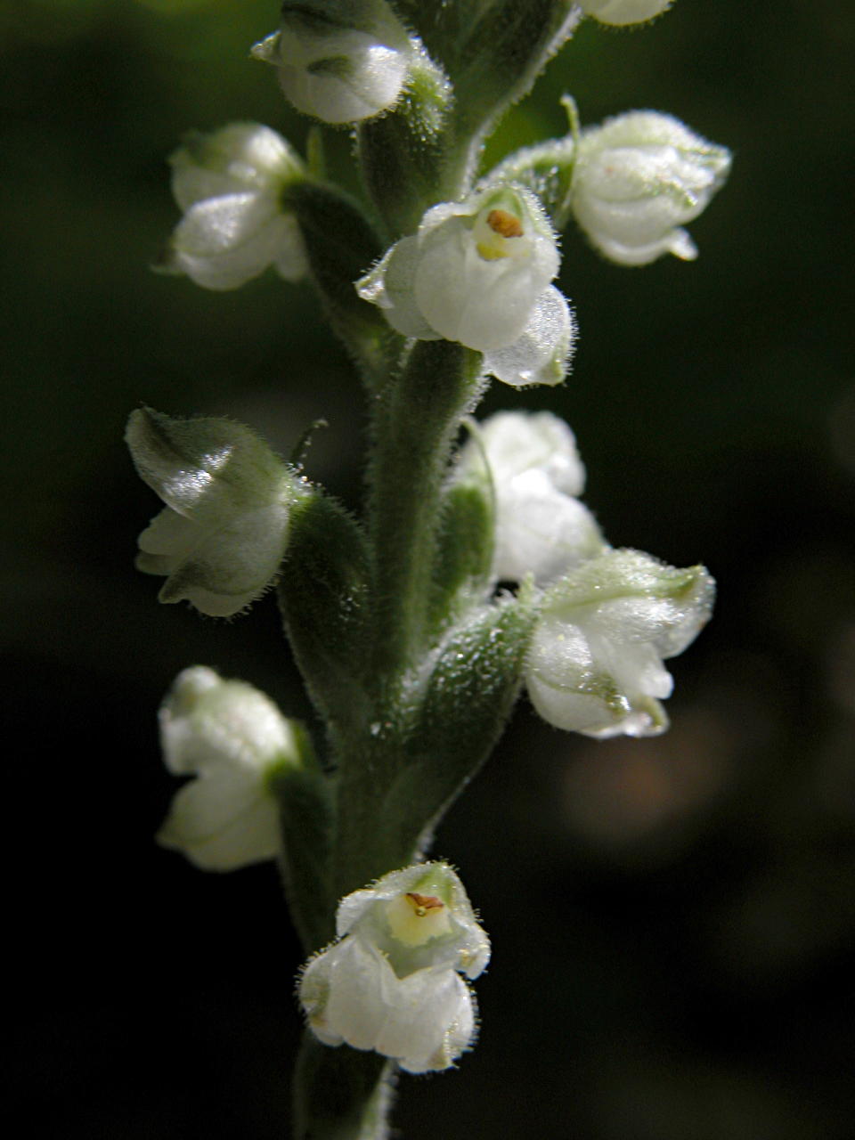 Downy Rattlesnake Plantain