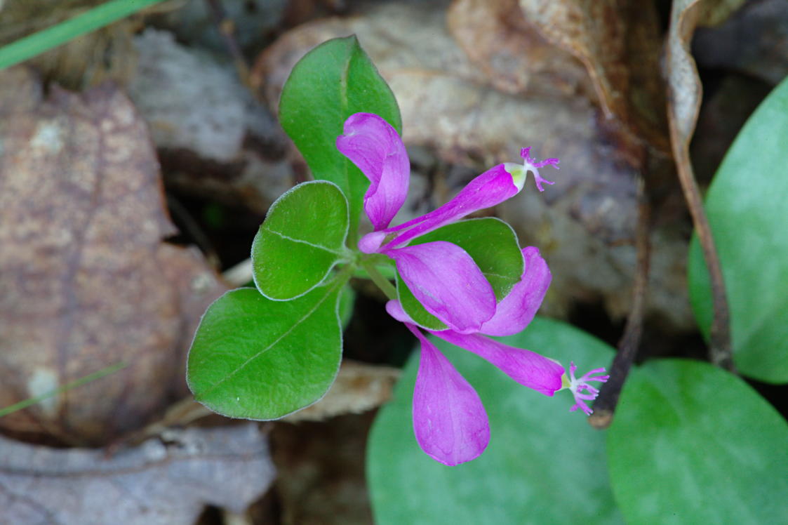 Fringed Polygala