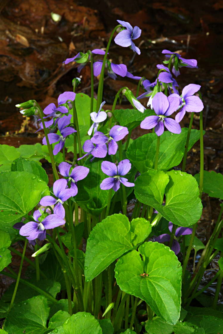 Marsh Blue Violet