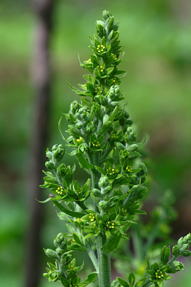 False Hellebore