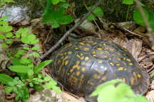 Eastern Box Turtle