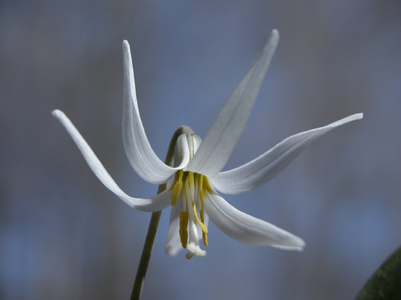 Mottle-Leaved White Trout Lily