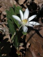 Bloodroot